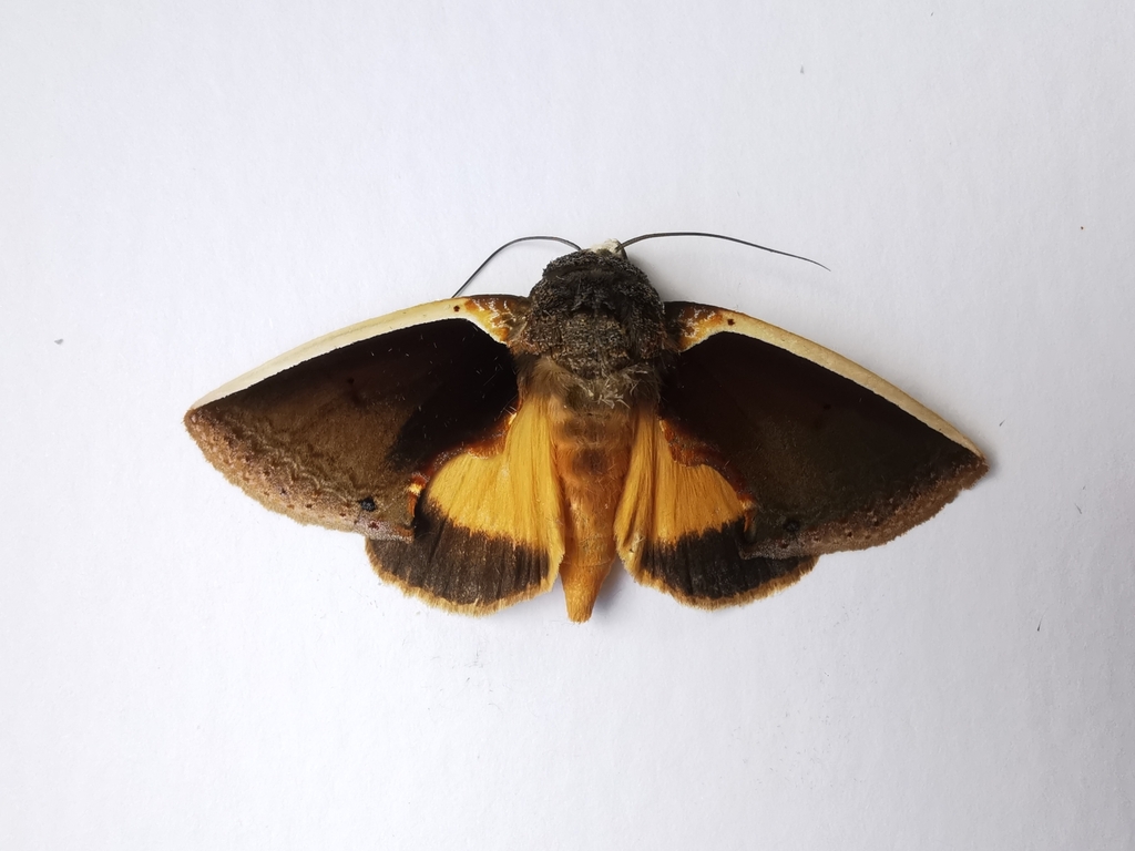 Gonodonta mexicana