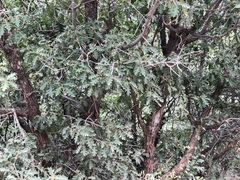 Quercus × undulata