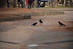 Corvus macrorhynchos