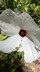 Hibiscus heterophyllus
