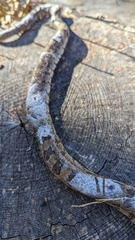 Lampropeltis calligaster