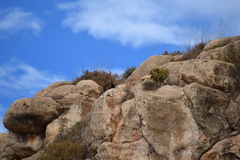 Oenanthe leucura