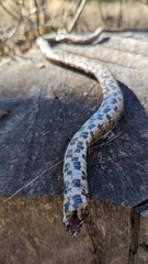Lampropeltis calligaster