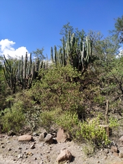 Isolatocereus dumortieri