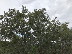 Quercus × undulata