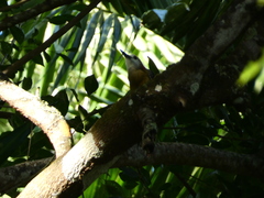 Melanerpes radiolatus