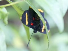 Melanis electron