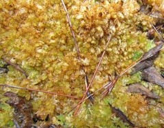 Sphagnum perichaetiale