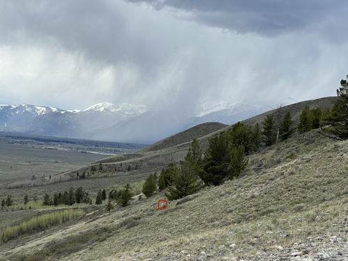 Mountain Lion photographed in Wyoming