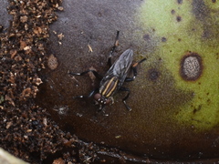 Ropalomeridae