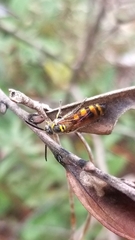 Dielis trifasciata