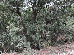Quercus × undulata