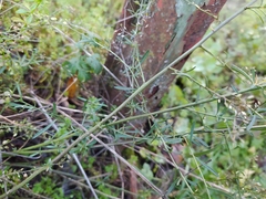 Lepidium graminifolium