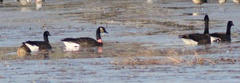 Branta canadensis occidentalis