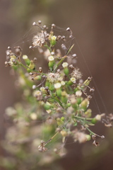 Erigeron