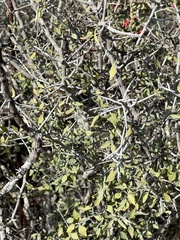 Sarcomphalus obtusifolius