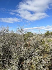 Sarcomphalus obtusifolius