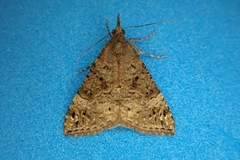 Hypena obsitalis