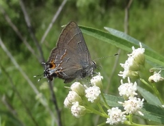 Electrostrymon guzanta