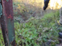 Lepidium graminifolium
