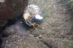 Calcinus laevimanus