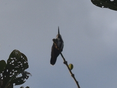 Anthracothorax nigricollis