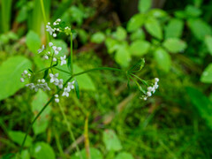 Galium palustre
