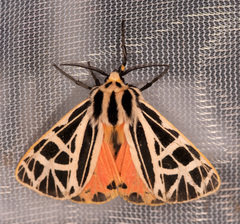 Apantesis parthenice