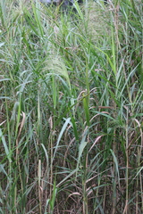 Phragmites vallatoria