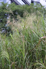 Phragmites vallatoria
