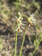 Tulbaghia leucantha