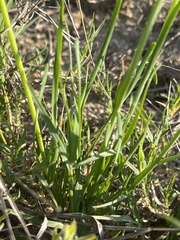 Tulbaghia leucantha
