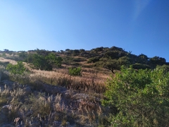 Melinis repens