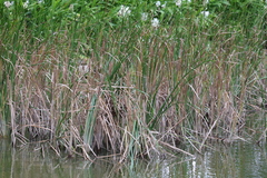 Phragmites vallatoria