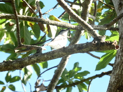 Tyrannus caudifasciatus