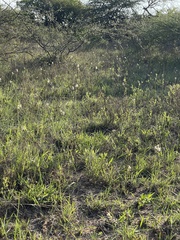 Tulbaghia leucantha