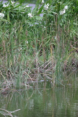 Phragmites vallatoria