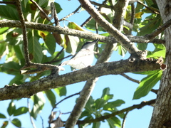 Tyrannus caudifasciatus