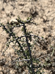 Condalia ericoides