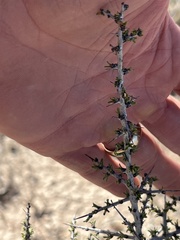 Condalia ericoides