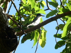 Tyrannus caudifasciatus