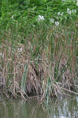 Phragmites vallatoria