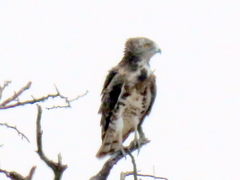 Circaetus pectoralis