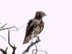 Circaetus pectoralis