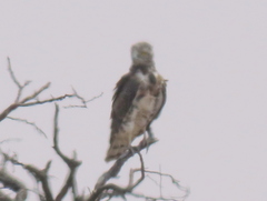 Circaetus pectoralis