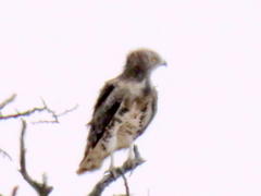 Circaetus pectoralis