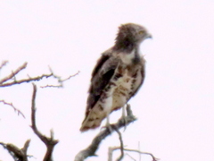 Circaetus pectoralis