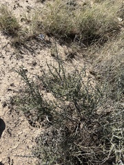 Condalia ericoides