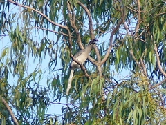 Ocyceros birostris