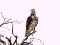 Circaetus pectoralis